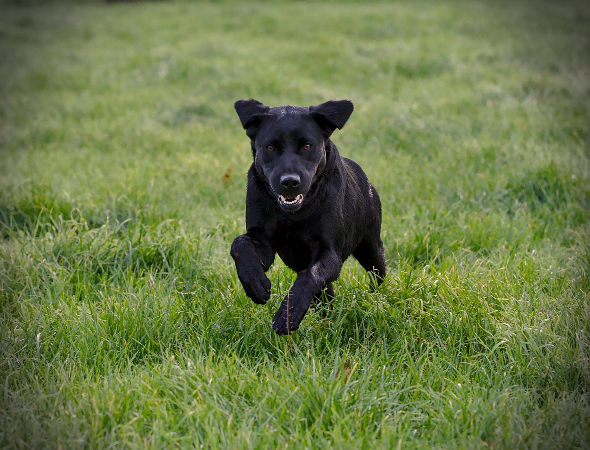 LABRADOR PUPS ENGELSE FIELD TRAIL LIJN